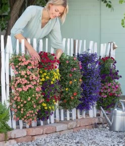 Wandhänger Mit Minihängepetunien-Trio, Verschiedene Farben 6 Wandhänger Mit Minihängepetunien-Trio, Verschiedene Farben -Gardena Store 8602989 8602997 WE MO 001 BegoniaWandhaenger