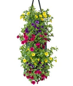 Wandhänger Mit Minihängepetunien-Trio, Verschiedene Farben