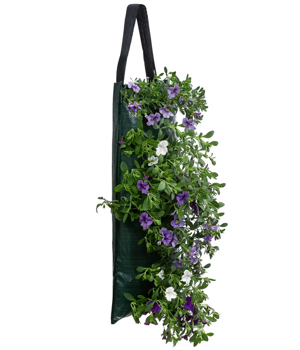 Wandhänger Mit Minihängepetunien-Trio, Verschiedene Farben 2 Wandhänger Mit Minihängepetunien-Trio, Verschiedene Farben – Bild 2