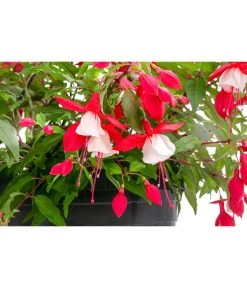 Hängefuchsie, Ampel, Verschiedene Farbkombinationen -Gardena Store 8603805 WE DE 002 FuchsieAmpT25