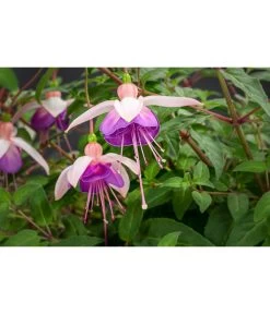 Hängefuchsie, Ampel, Verschiedene Farbkombinationen -Gardena Store 8603805 WE DE 003 FuchsieAmpT25