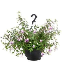 Hängefuchsie, Ampel, Verschiedene Farbkombinationen -Gardena Store 8603805 WE FS 003 FuchsieAmpT25