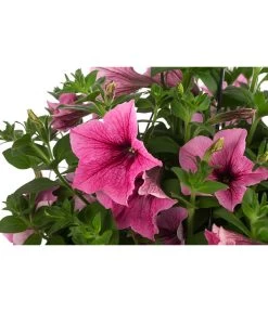 Hängepetunie, Ampel, Verschiedene Farben -Gardena Store 8606840 WE DE 003 HAENGEPETUNIEMIXAMPT25