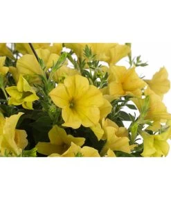 Hängepetunie, Ampel, Verschiedene Farben -Gardena Store 8606840 WE DE 004 HAENGEPETUNIEMIXAMPT25