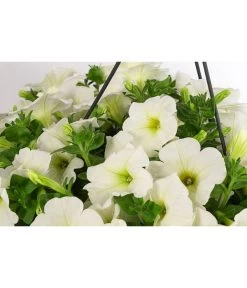 Hängepetunie, Ampel, Verschiedene Farben -Gardena Store 8606840 WE DE 005 HAENGEPETUNIEMIXAMPT25