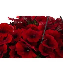 Hängepetunie, Ampel, Verschiedene Farben -Gardena Store 8606840 WE DE 006 HAENGEPETUNIEMIXAMPT25