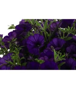 Hängepetunie, Ampel, Verschiedene Farben -Gardena Store 8606840 WE DE 007 HAENGEPETUNIEMIXAMPT25