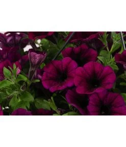 Hängepetunie, Ampel, Verschiedene Farben -Gardena Store 8606840 WE DE 008 HAENGEPETUNIEMIXAMPT25g