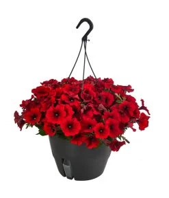 Hängepetunie, Ampel, Verschiedene Farben -Gardena Store 8606840 WE FS 006 HAENGEPETUNIEMIXAMPT25