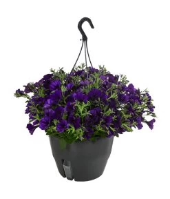 Hängepetunie, Ampel, Verschiedene Farben -Gardena Store 8606840 WE FS 007 HAENGEPETUNIEMIXAMPT25