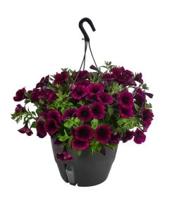 Hängepetunie, Ampel, Verschiedene Farben -Gardena Store 8606840 WE FS 008 HAENGEPETUNIEMIXAMPT25