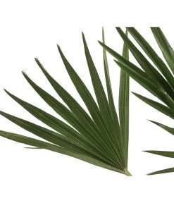 Zwergpalme 'Vulcano' -Gardena Store 8607905 WE DE 002 ChamaeropsVulcanoT18