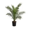 XXL Kanarische Dattelpalme, Ca. 140-160 Cm