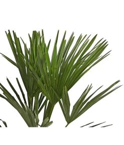 Hanfpalme -Gardena Store 8609059 WE DE 001 TrachycarpusFortuneiOWT20DehnerExpressHerzig