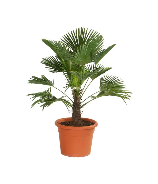 Wagners Hanfpalme 1 Wagners Hanfpalme