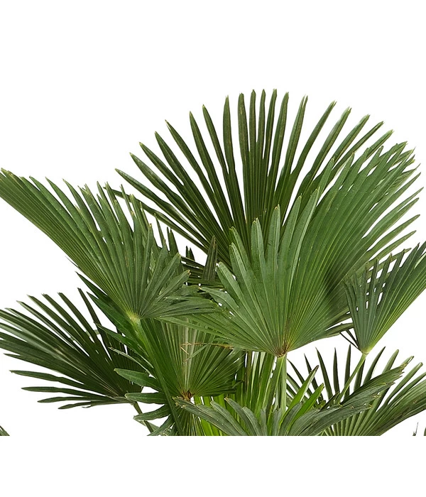 Wagners Hanfpalme 2 Wagners Hanfpalme – Bild 2