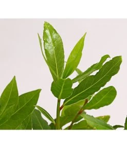 Echter Lorbeer -Gardena Store 8609943 PR DE 001 LaurusNobilisKuechenlorbeerLorbeerSaemlingT9DehnerExpressHerzig