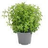 Dehner Gourmet Garten Oregano