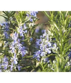 Bio Rosmarin -Gardena Store 8610206 WE DE 001 RosmarinBluete