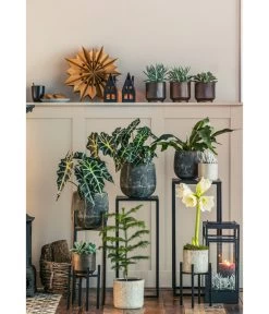 Gefüllte Amaryllis - Hippeastrum, Verschiedene Farben -Gardena Store 8611253 WE MO 001 ZimmertanneAraucariaAmberSuzeT13