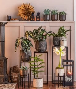 Metall-Pflanzenständer Ascot, Schwarz 5 Metall-Pflanzenständer Ascot, Schwarz -Gardena Store 8611253 WE MO 002 ZimmertanneAraucariaT13 GodJul GC16 2022 BL POS