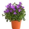 Glockenblume - Campanula Portenschlagiana 'Get Mee®'