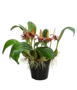 Orchidee - Bulbophyllum Lobbii