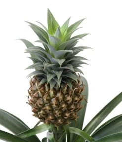 Ananaspflanze - Ananas Comosus -Gardena Store 8627960 WE DE 001 Ananaspflanze