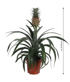 Ananaspflanze - Ananas Comosus -Gardena Store 8627960 WE FS 003 Ananaspflanze