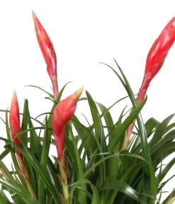 Flammendes Schwert - Vriesea Multiflora 'Astrid', In Keramik -Gardena Store 8627986 WE DE 001 BromeliaMultifloraAstridInKeramik