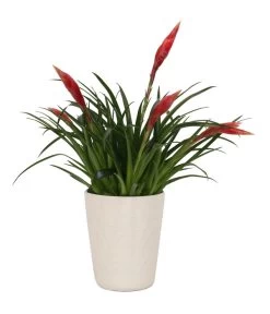 Flammendes Schwert - Vriesea Multiflora 'Astrid', In Keramik -Gardena Store 8627986 WE FS 001 BromeliaMultifloraAstridInKeramikT13