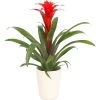 Guzmanie - Guzmania Calypso, In Keramik