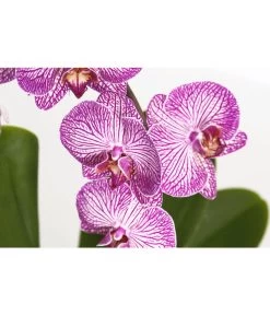 Schmetterlingsorchidee - Phalaenopsis Cultivaris 'Cascade', Verschiedene Sorten -Gardena Store 8634685 PR DE 001 SchmetterlingsorchideePhalaenopsisCascade1TrieberT12DehnerExpressZS
