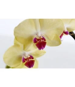 Schmetterlingsorchidee - Phalaenopsis Cultivaris 'Cascade', Verschiedene Sorten -Gardena Store 8634685 PR DE 002 SchmetterlingsorchideePhalaenopsisCascade1TrieberT12DehnerExpressZS