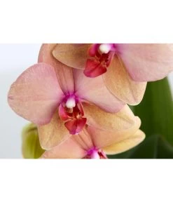 Schmetterlingsorchidee - Phalaenopsis Cultivaris 'Cascade', Verschiedene Sorten -Gardena Store 8634685 PR DE 003 SchmetterlingsorchideePhalaenopsisCascade1TrieberT12DehnerExpressZS