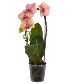 Schmetterlingsorchidee - Phalaenopsis Cultivaris 'Cascade', Verschiedene Sorten -Gardena Store 8634685 PR FS 003 SchmetterlingsorchideePhalaenopsisCascade1TrieberT12DehnerExpressZS