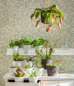 Kap-Sonnentau - Drosera Capensis 9 Kap-Sonnentau - Drosera Capensis -Gardena Store 8654162 WE MO FleischfresserCarnevoire