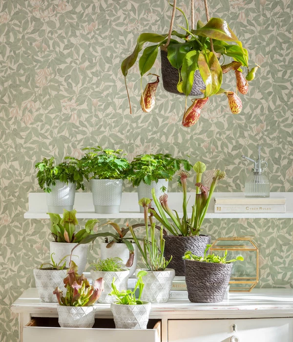 Kap-Sonnentau - Drosera Capensis 5 Kap-Sonnentau - Drosera Capensis – Bild 5