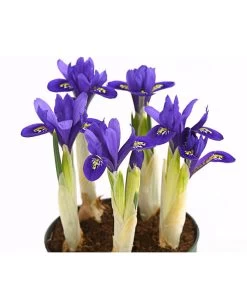 Netzblatt-Iris 'Harmony' -Gardena Store 8662256 WE DE 001 IrisReticulataT9DehnerExpressHerzig
