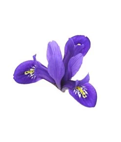 Netzblatt-Iris 'Harmony' -Gardena Store 8662256 WE DE 002 IrisReticulataT9DehnerExpressHerzig