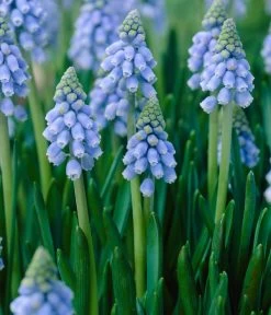 Traubenhyazinthen In Zinkschale, Ca. Ø29 Cm 8 Traubenhyazinthen In Zinkschale, Ca. Ø29 Cm -Gardena Store 8664377 WE DE 001 MuscariAtlantic