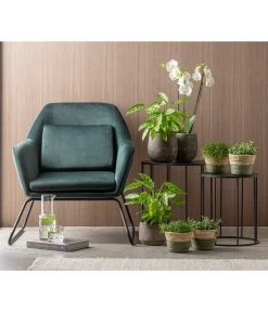 Korbmarante 'Leopardina' -Gardena Store 8666083 WE MO 001CalatheaLeopardinaT12 GC15 2022 01