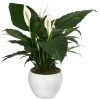 Einblatt - Spathiphyllum Wallisii, In Keramik