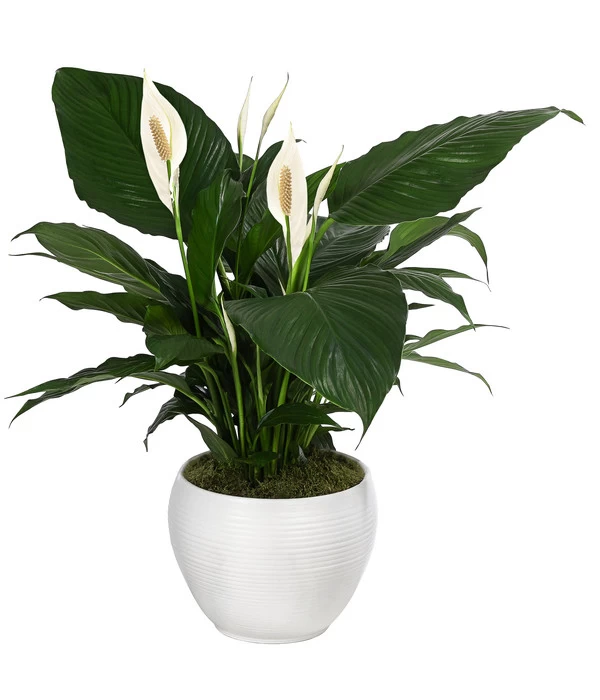 Einblatt - Spathiphyllum Wallisii, In Keramik 1 Einblatt - Spathiphyllum Wallisii, In Keramik