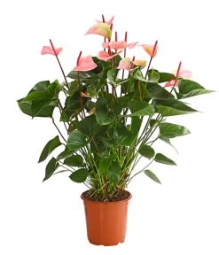 Große Flamingoblume - Anthurium Andreanum 'Summerlove'