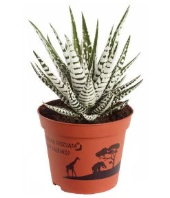 Haworthie - Haworthia Fasciata 'Alba'