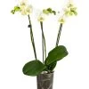 Schmetterlingsorchidee - Phalaenopsis 'Little Kolibri'