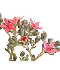 Graptopetalum - Graptopetalum Tacitus 7 Graptopetalum - Graptopetalum Tacitus -Gardena Store 8707861 WE DE 001 GraptopetalumTacitusT11BlueteDehnerExpressHerzig