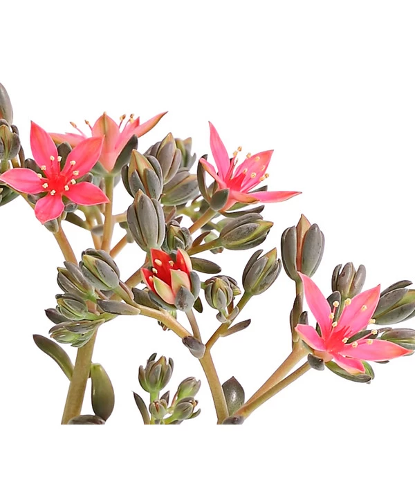 Graptopetalum - Graptopetalum Tacitus 3 Graptopetalum - Graptopetalum Tacitus – Bild 3