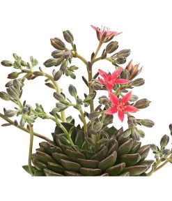 Graptopetalum - Graptopetalum Tacitus 8 Graptopetalum - Graptopetalum Tacitus -Gardena Store 8707861 WE DE 001 GraptopetalumTacitusT11DehnerExpressHerzig